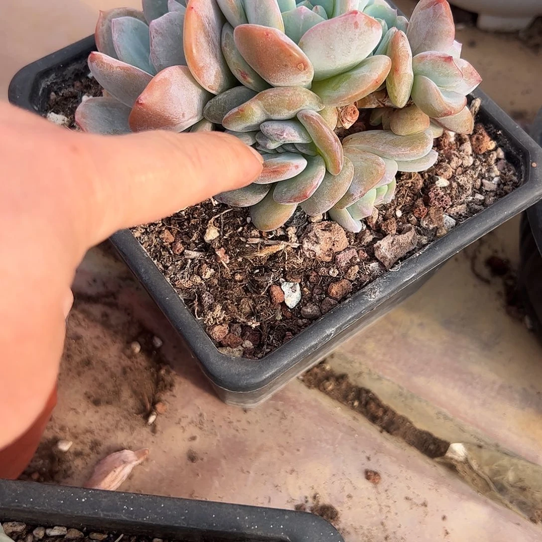 呼***哈奶茶缀化多肉植物