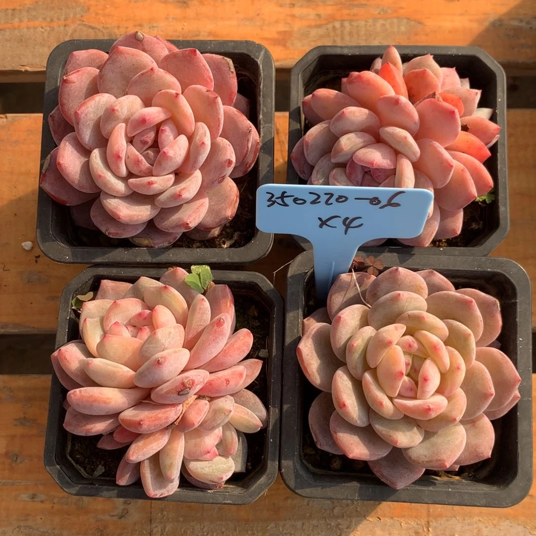 爱****哥350220-06橙子4
