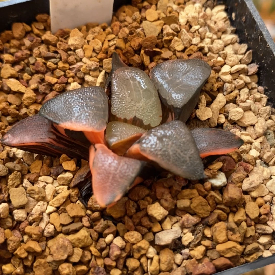 156丘比特克多肉植物