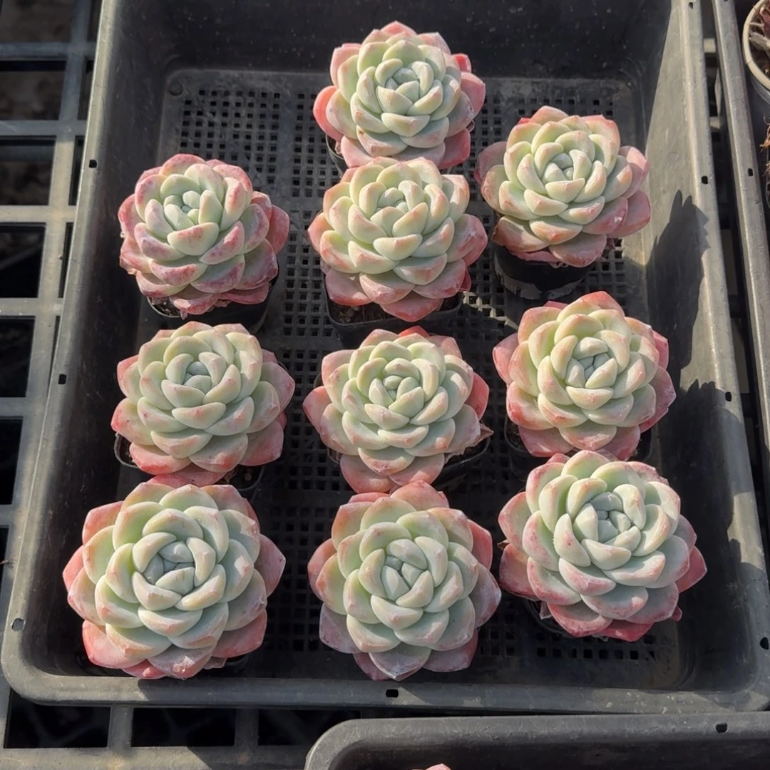 春*春天冰玉10棵39元