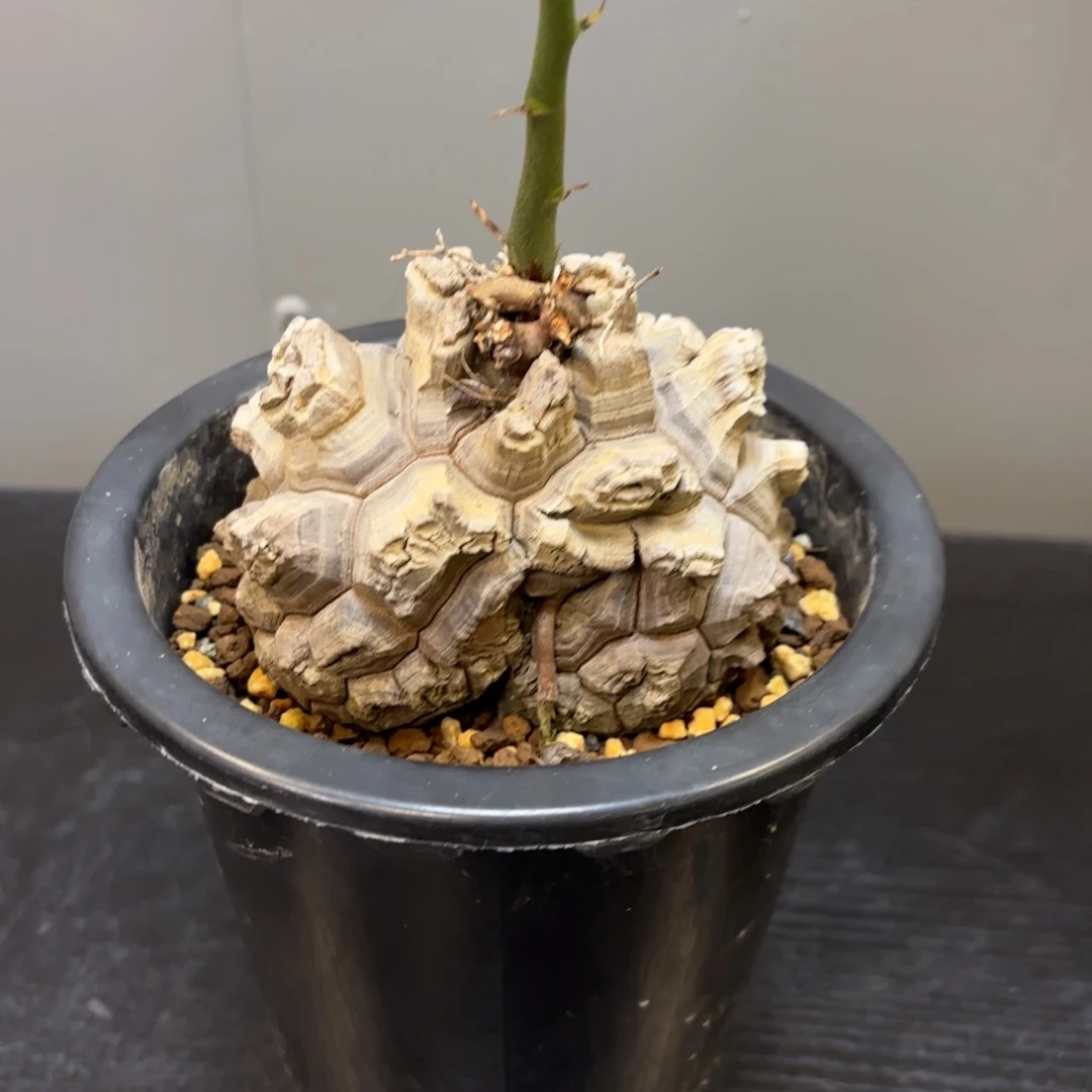 5 号日系南非龟甲龙带盆发货