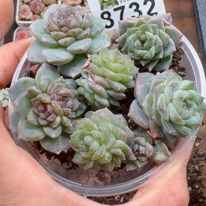 多肉植物多肉植物