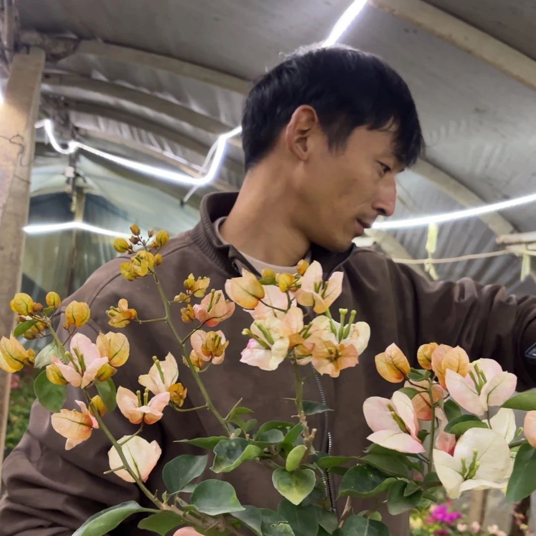 蓝***技完全开放（焦糖布蕾）三角梅会落花落叶会光杆苗有大有小