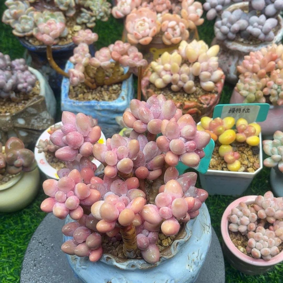 t le kun o lo o o tu