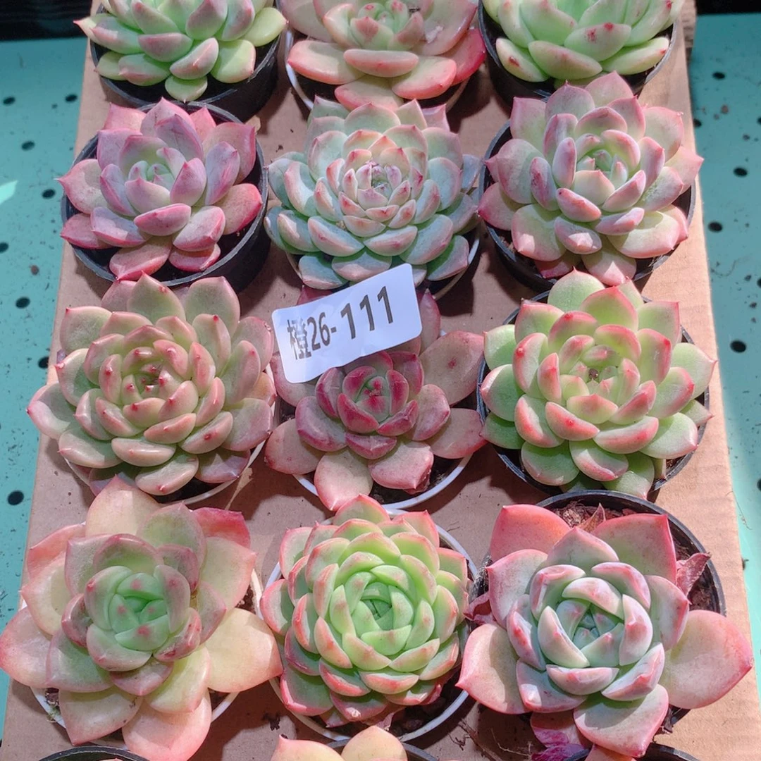 26-111一物一拍多肉带盆18颗