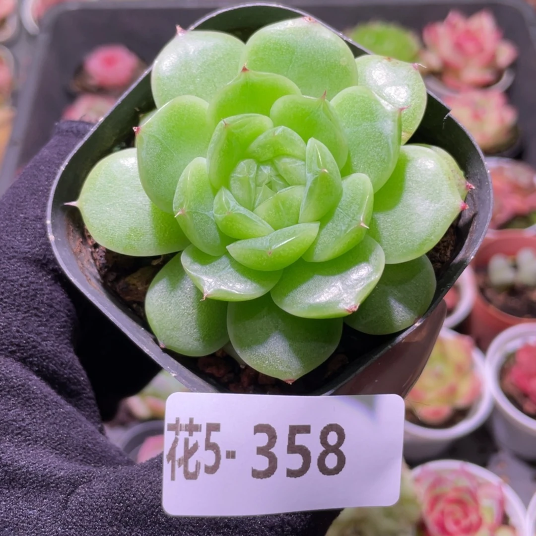 花利美5-358麦秆单头