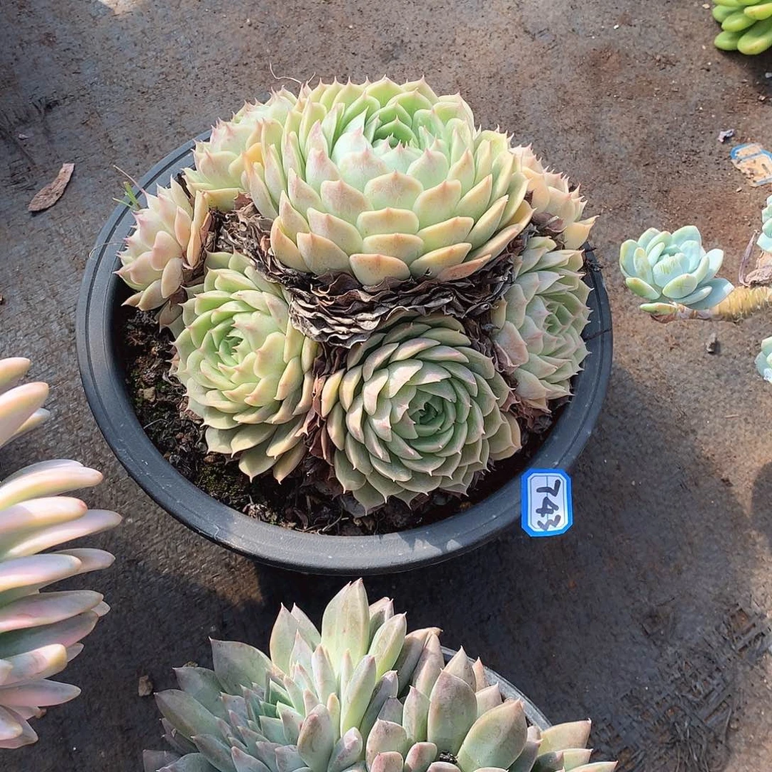 743昂斯诺 一物一拍多肉