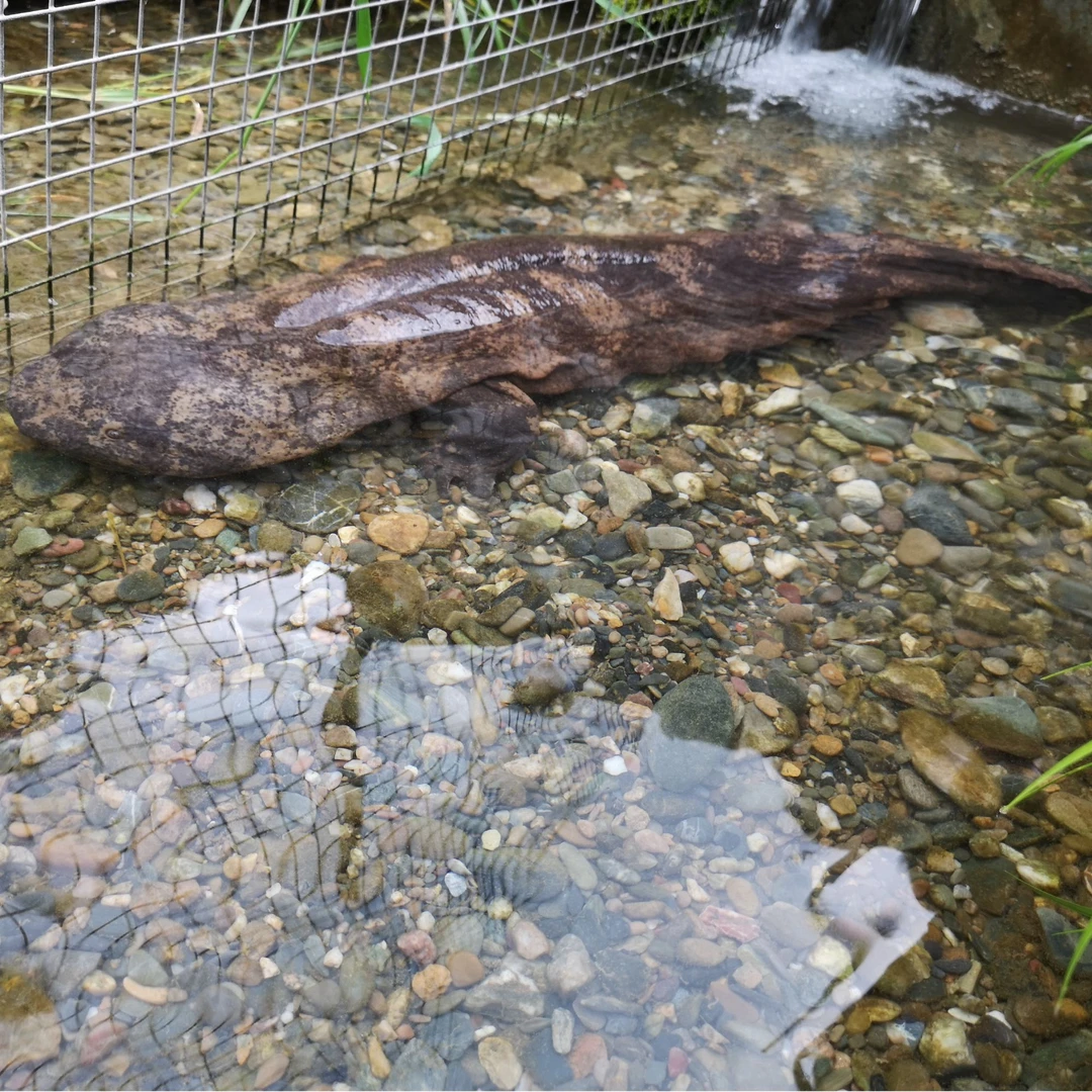 娃娃鱼现杀速冻真空包装泡沫箱保鲜顺丰包邮仿生态养殖优质大鲵肉
