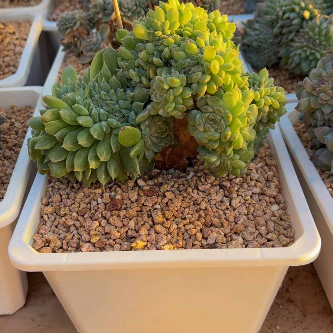 旺***6绿体冰魄缀微瑕天天开心