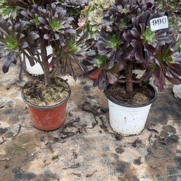 990黑法师➕欧紫包邮。