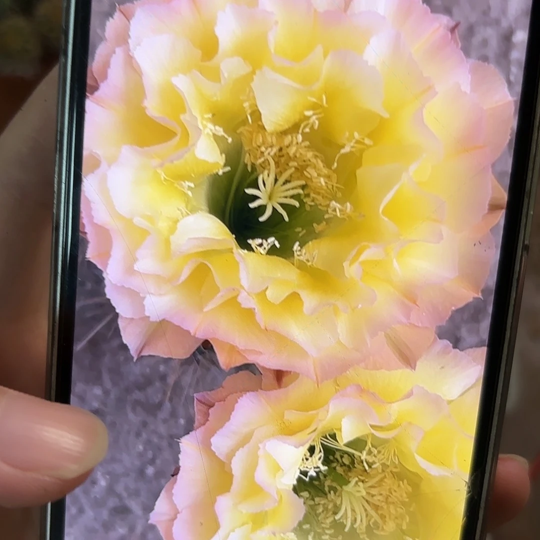 彩草蛋挞6.5公分