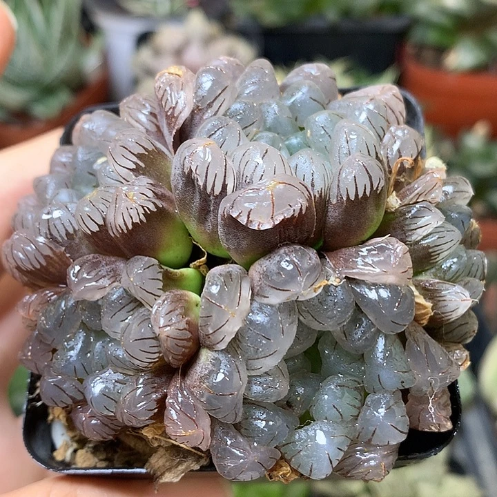 紫镜玉露锦带盆土发货