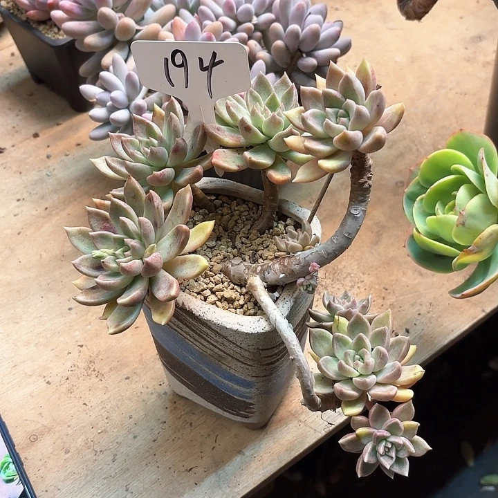 多肉植物，璀璨194号