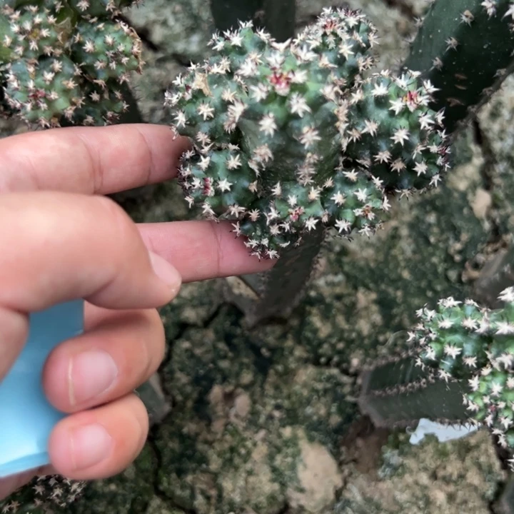 二****两个短豪刺青花虾仙人球