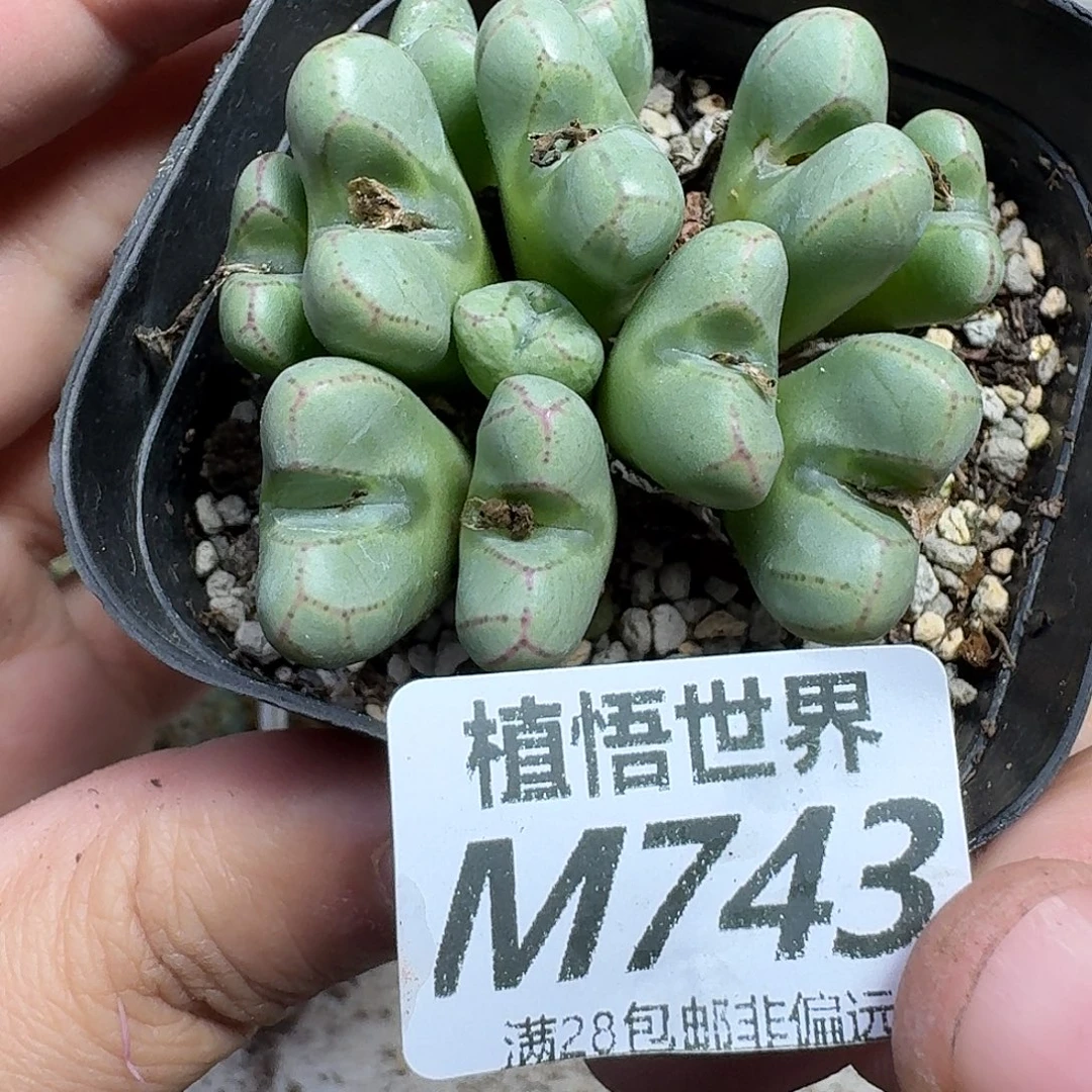 多肉植物的润泽gbnn