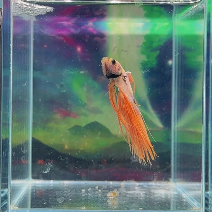 斗鱼就是这么一群男人