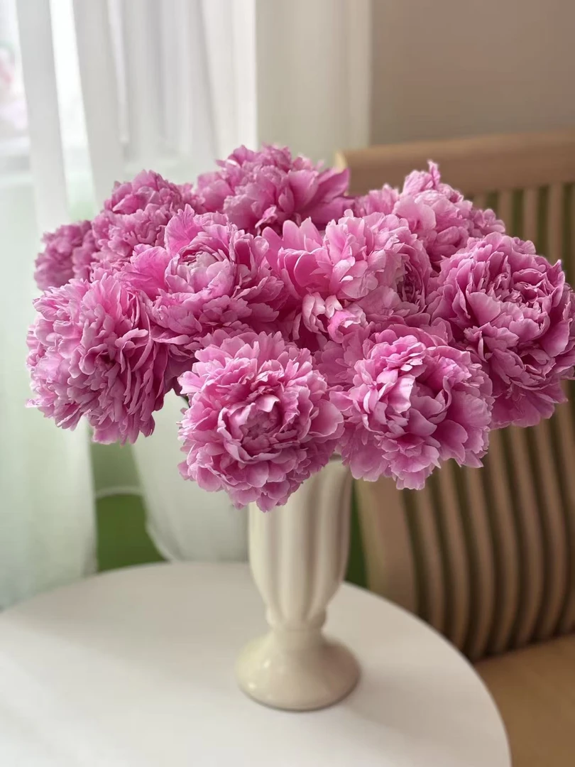 【重瓣樱花粉】山东芍药鲜花直采直发顺丰包邮牡丹花鲜切花