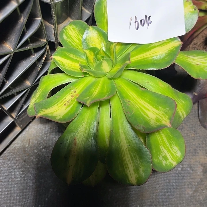 多肉植物保护专业人士1604