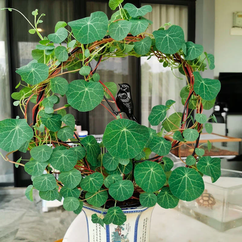 山乌龟植物金不换盆栽红藤圆叶室内阳台爬藤观叶水培好养绿植夏天