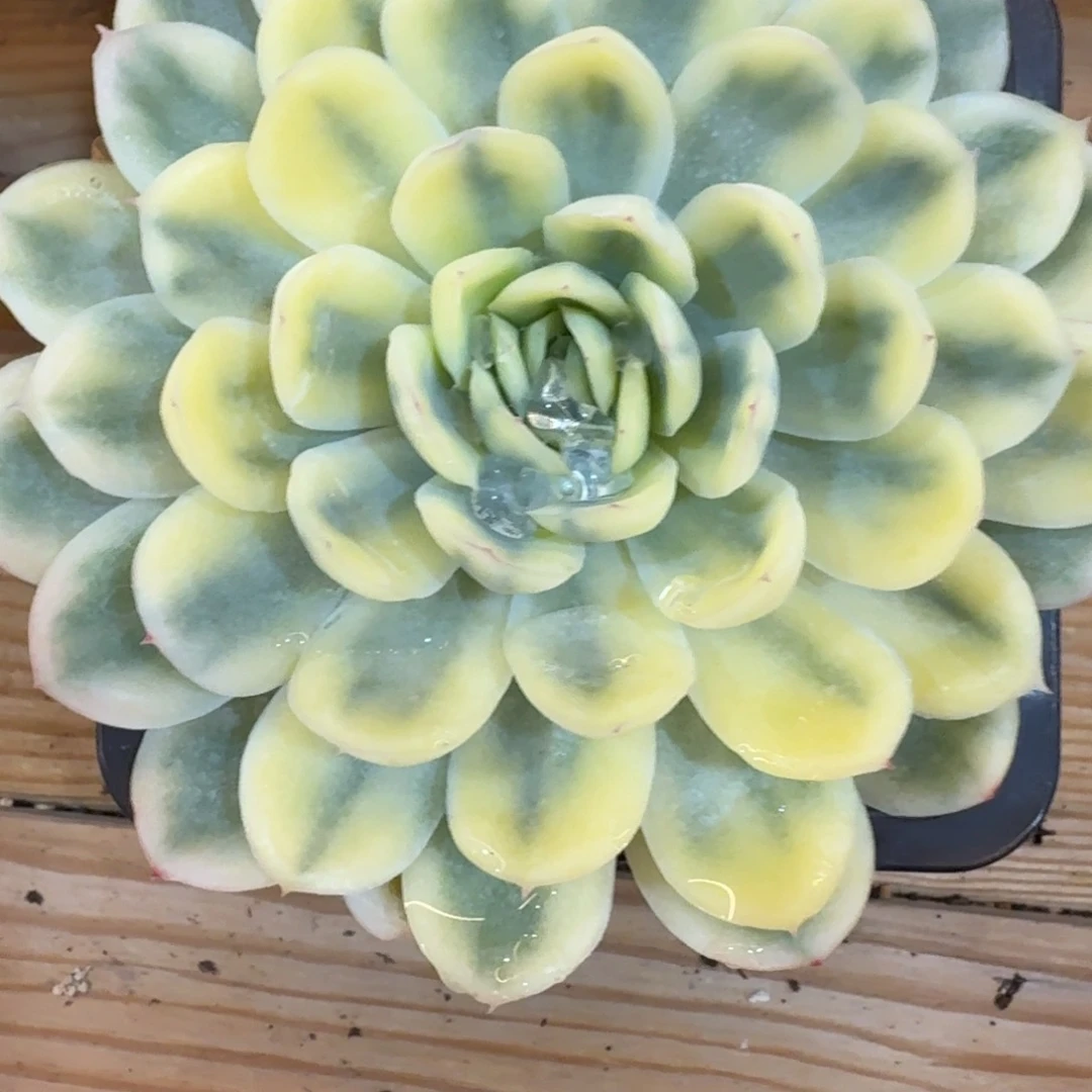 草莓冰 安吉园艺锦
