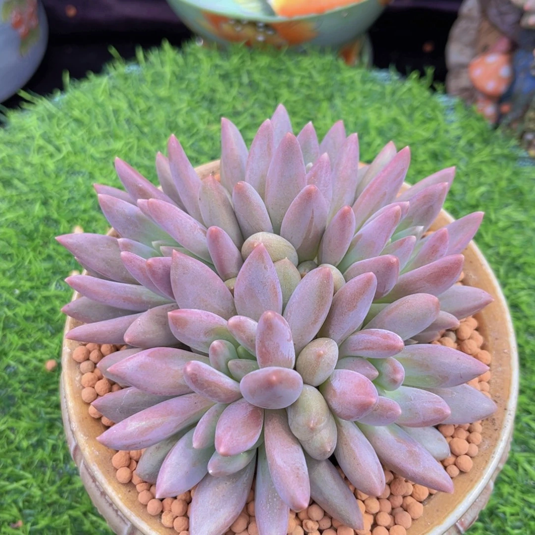 多肉植物红蜻蜓美人