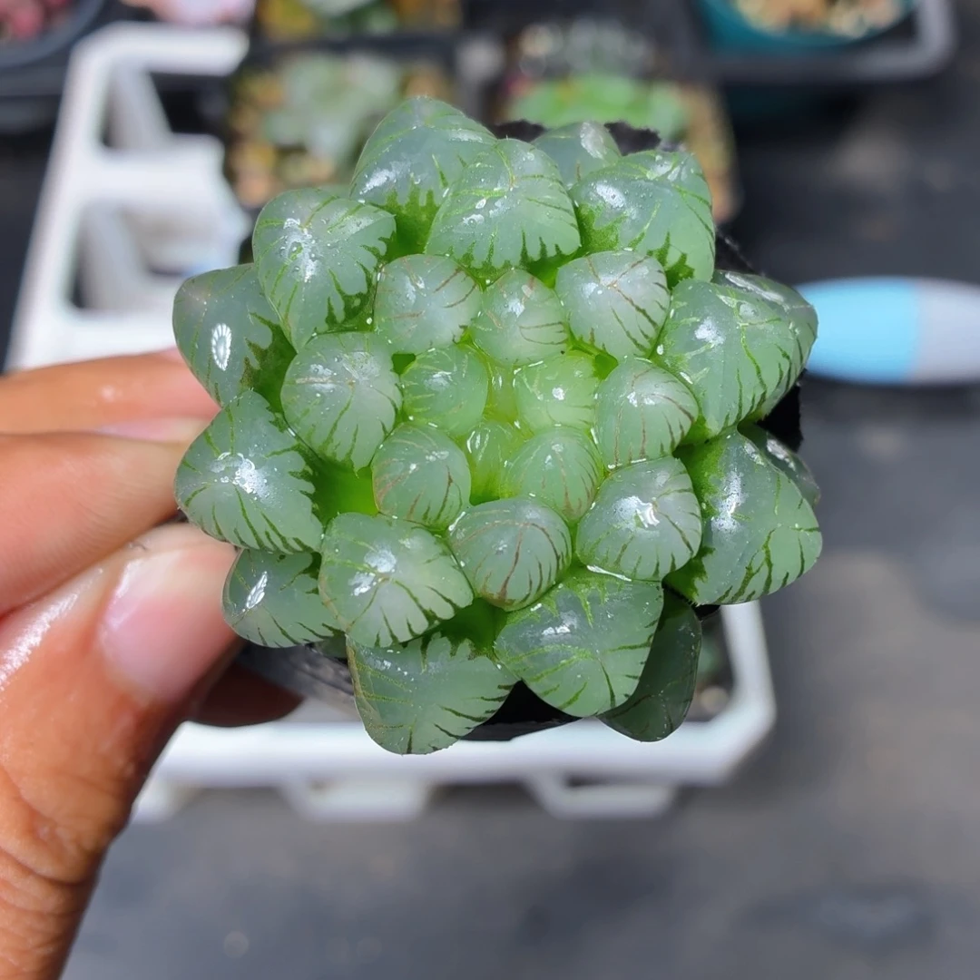 姬玉露多肉9.9包邮发货