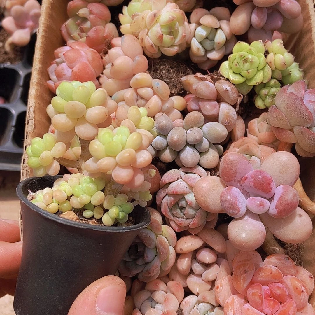 0000000000001量拍保底20颗