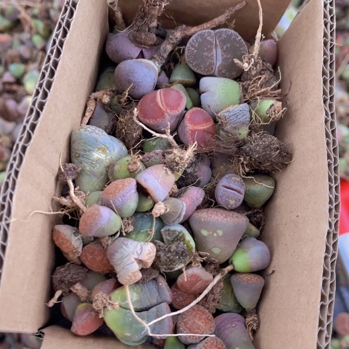 一箱拖土单头888888888888