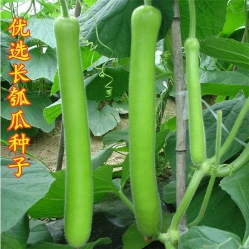 【全店满5元包邮】厚肉长瓠子瓜早熟柔嫩蒲瓜种子籽孑葫芦瓜圆瓠味
