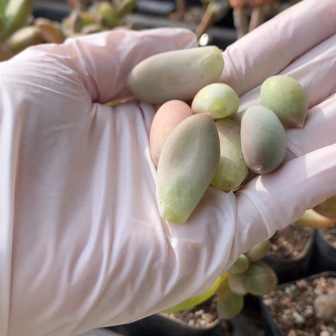 天空美人叶片，天空