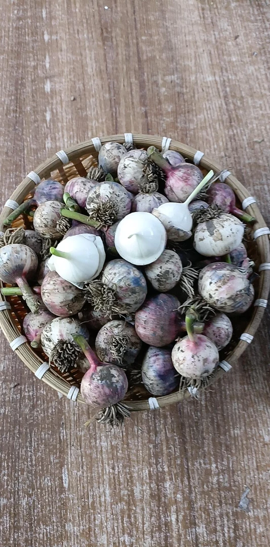 东北紫皮蒜鲜蒜嘎嘎嫩