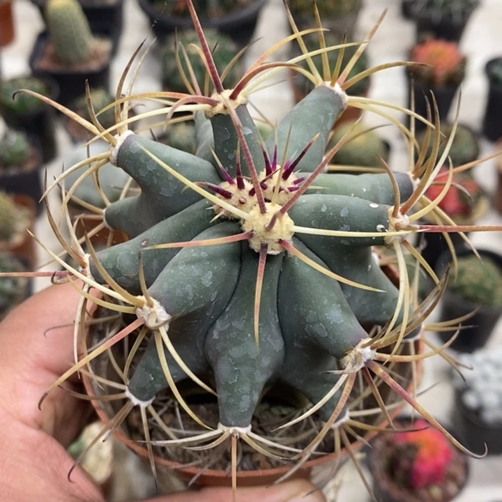 实生江守玉特价福利