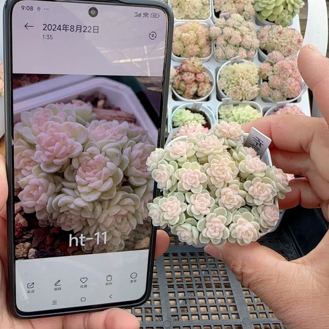 【闪购商品】0118-31（ht-11）