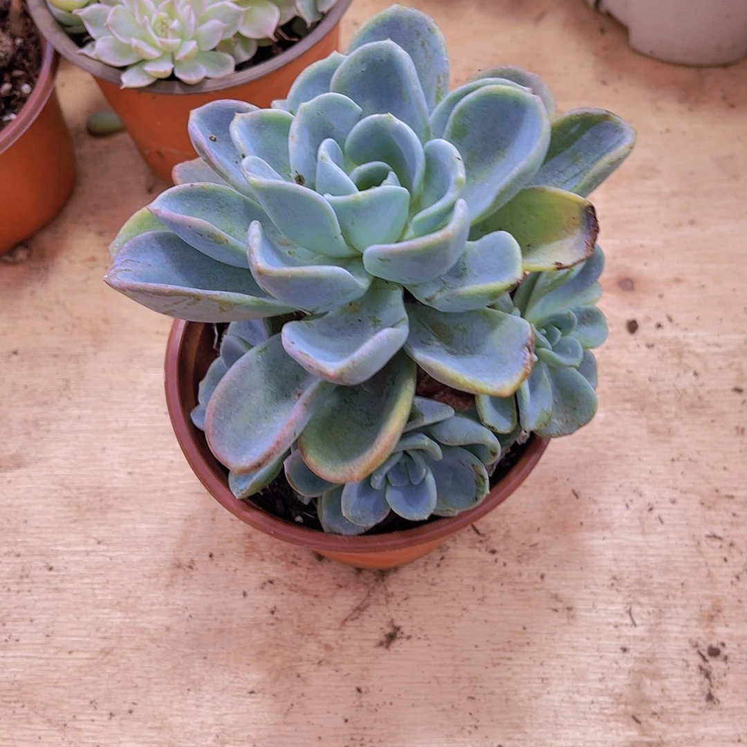 悠***心00000000000000000277