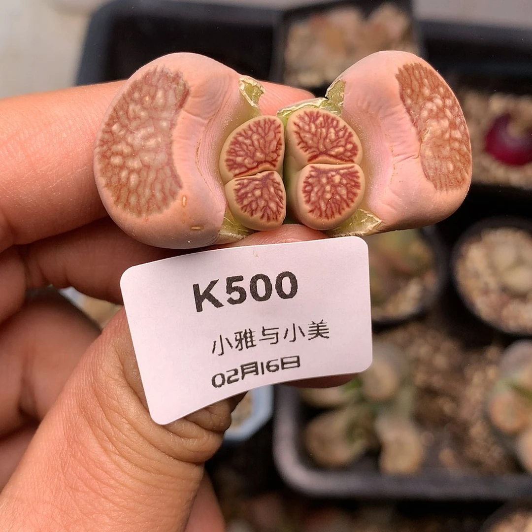 K500多肉植物保护