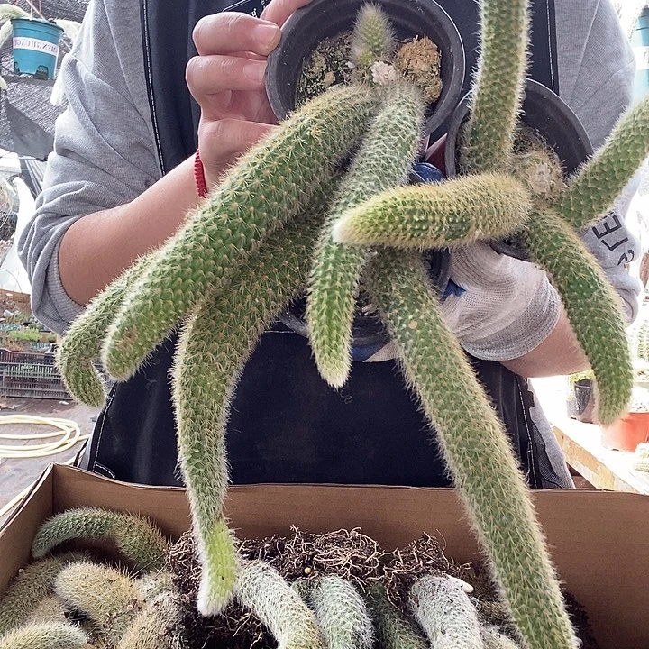 3颗九尾狐，10号脱土