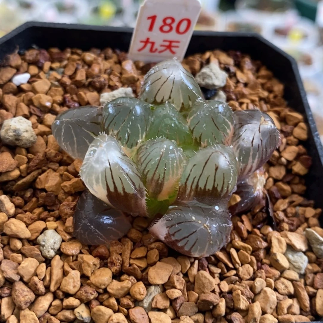 180号巨大赤线玉露锦带盆