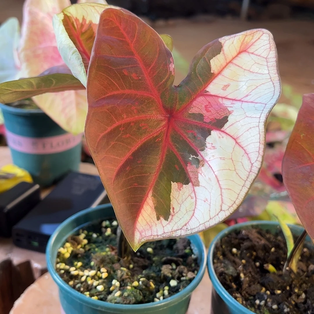 木***槿无花朵阿那亚公主49