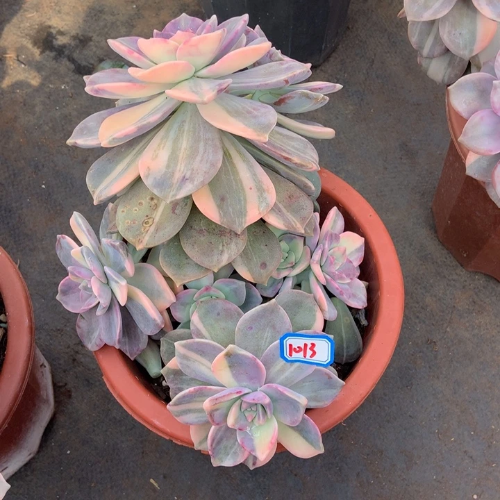 *****紫乐锦1013 晓晓一物一拍