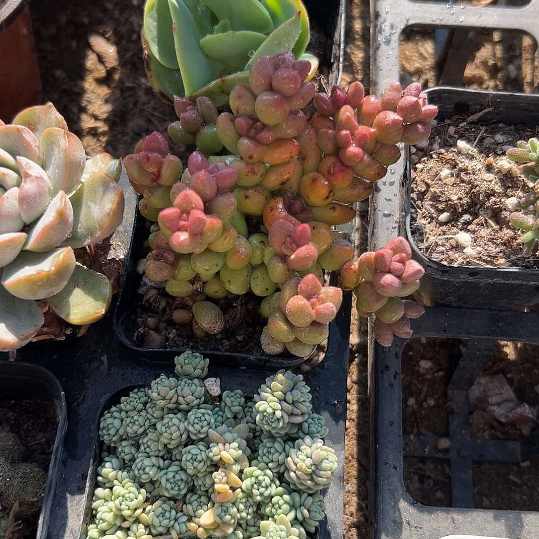 多肉植物寿桃多肉