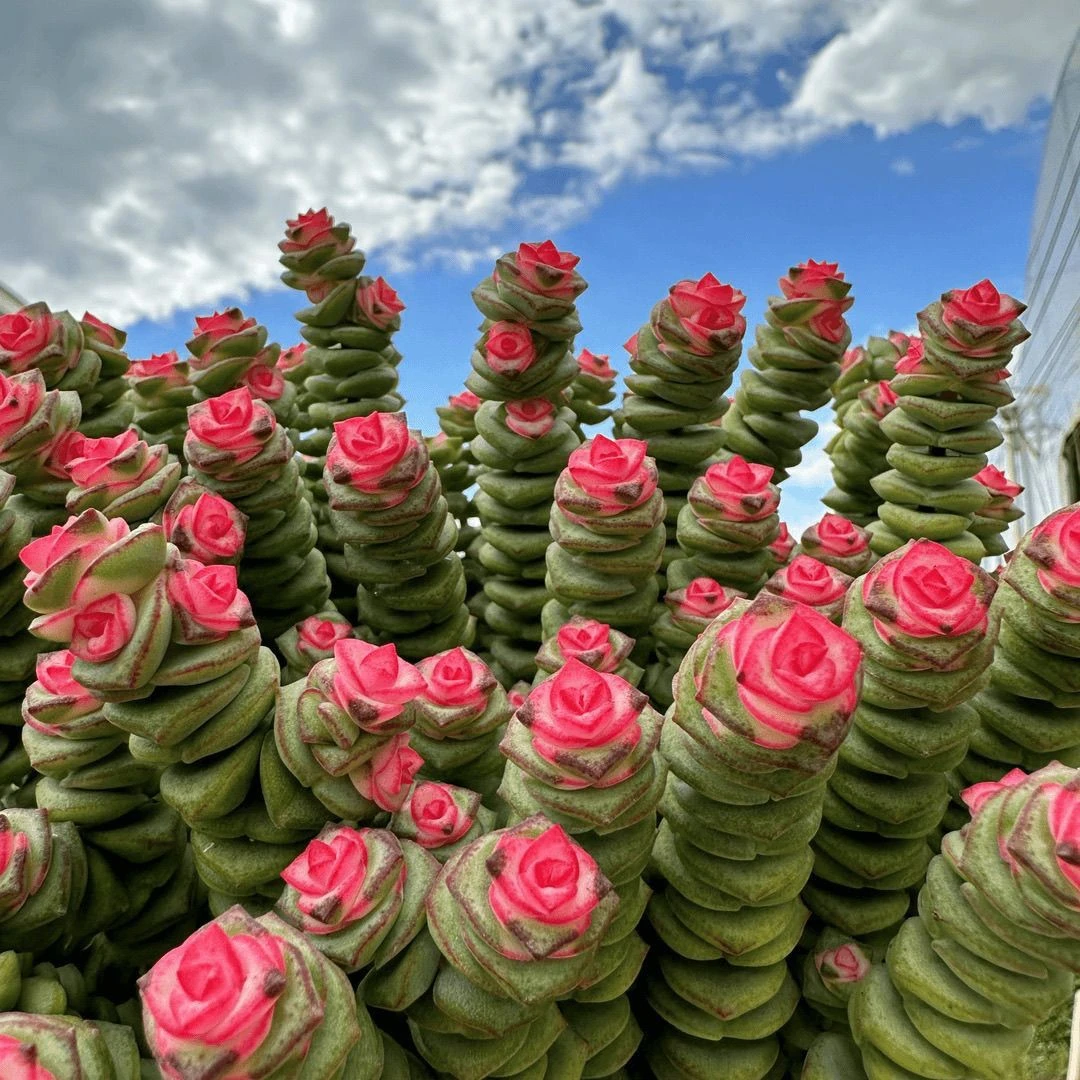 【满9.9包邮】穴盘彩色钱串7棵多肉植物以直播间展示为主