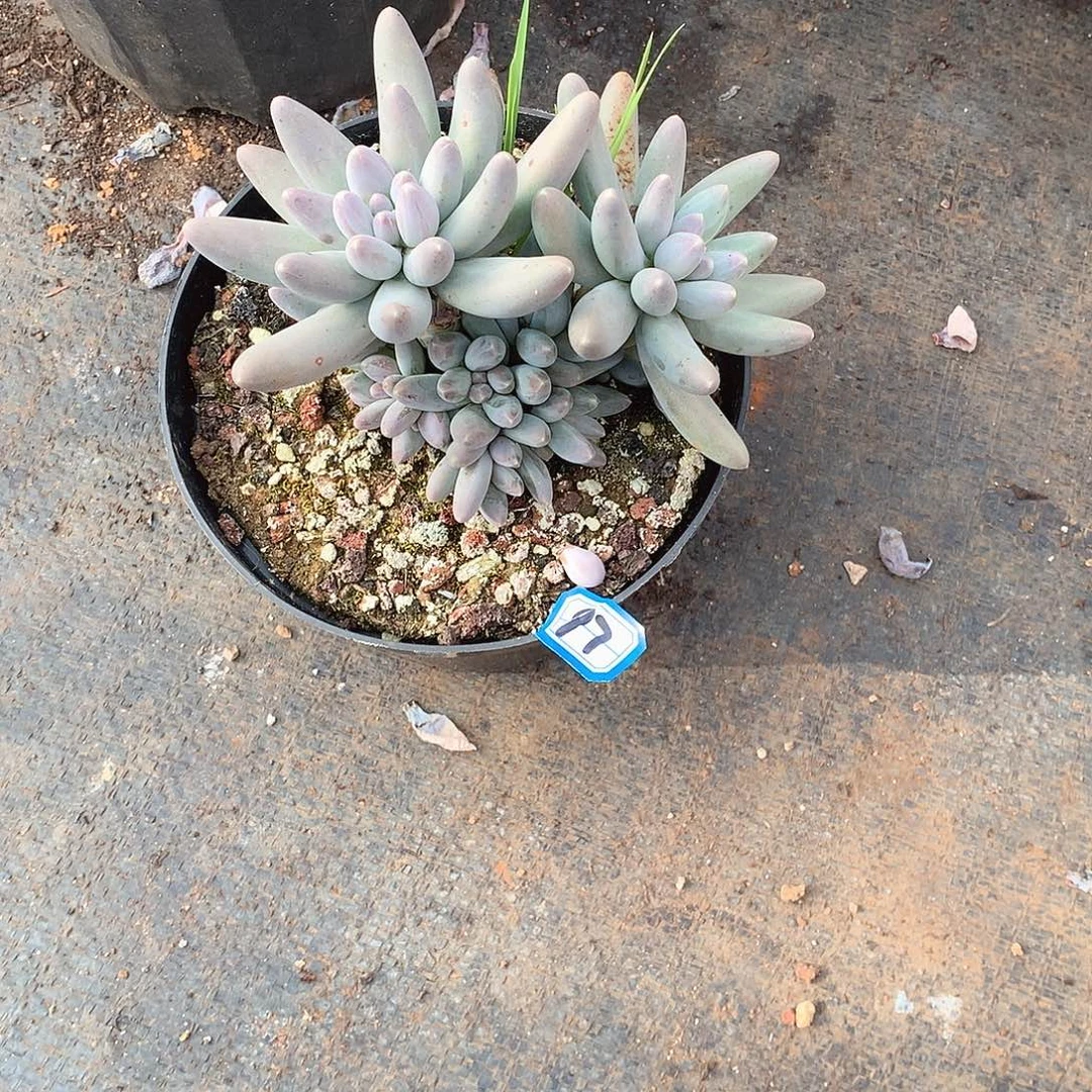 97乌拉奶一物一拍多肉