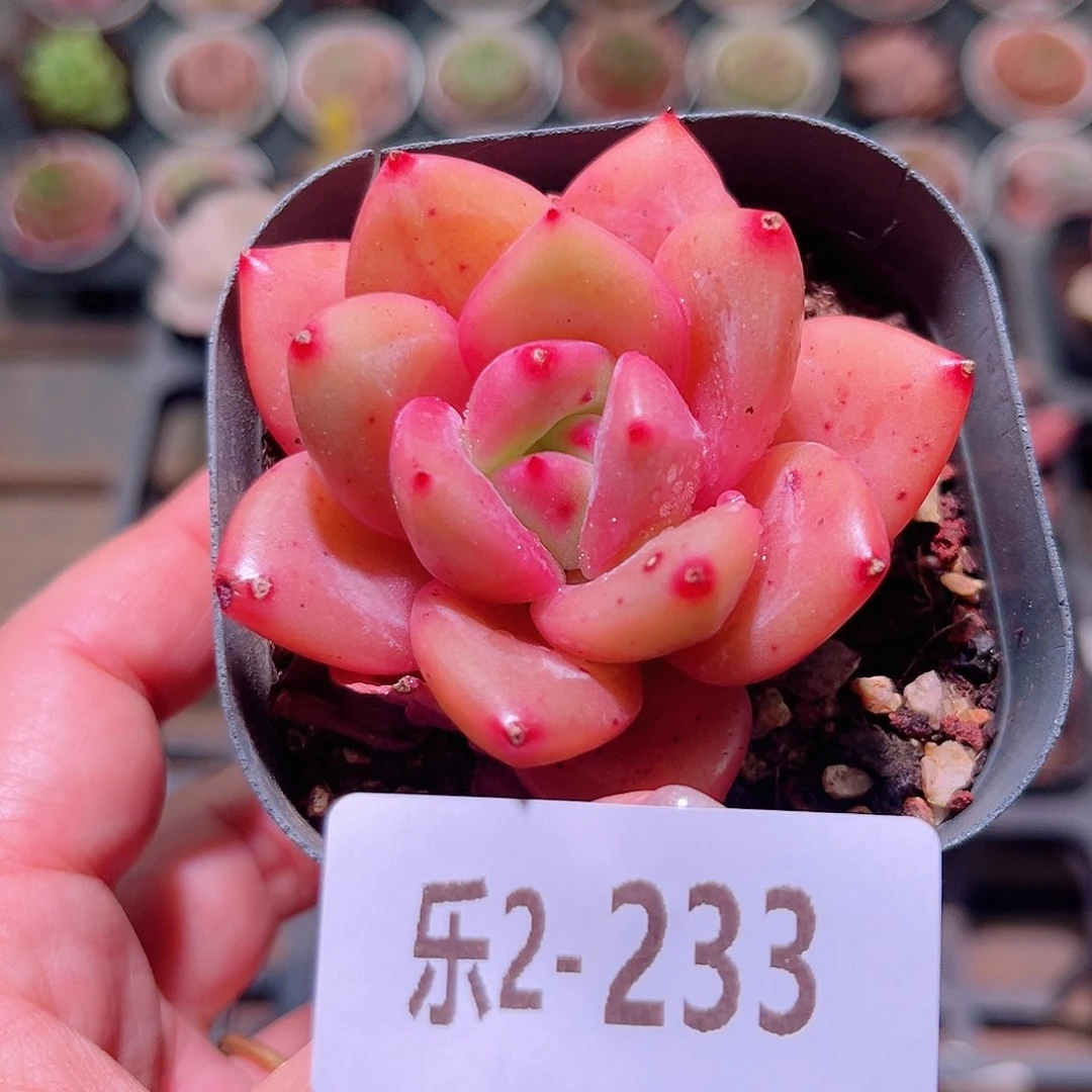 乐然2-233 香槟单头