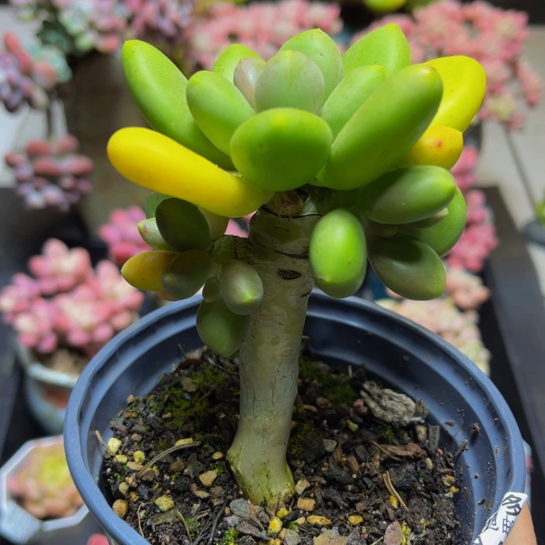 404芒果奶9厘米多肉