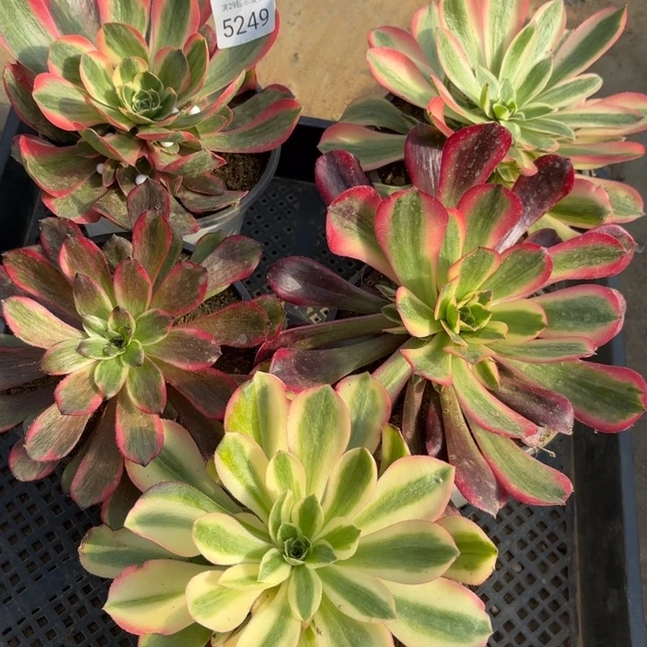 5颗多肉量拍多肉