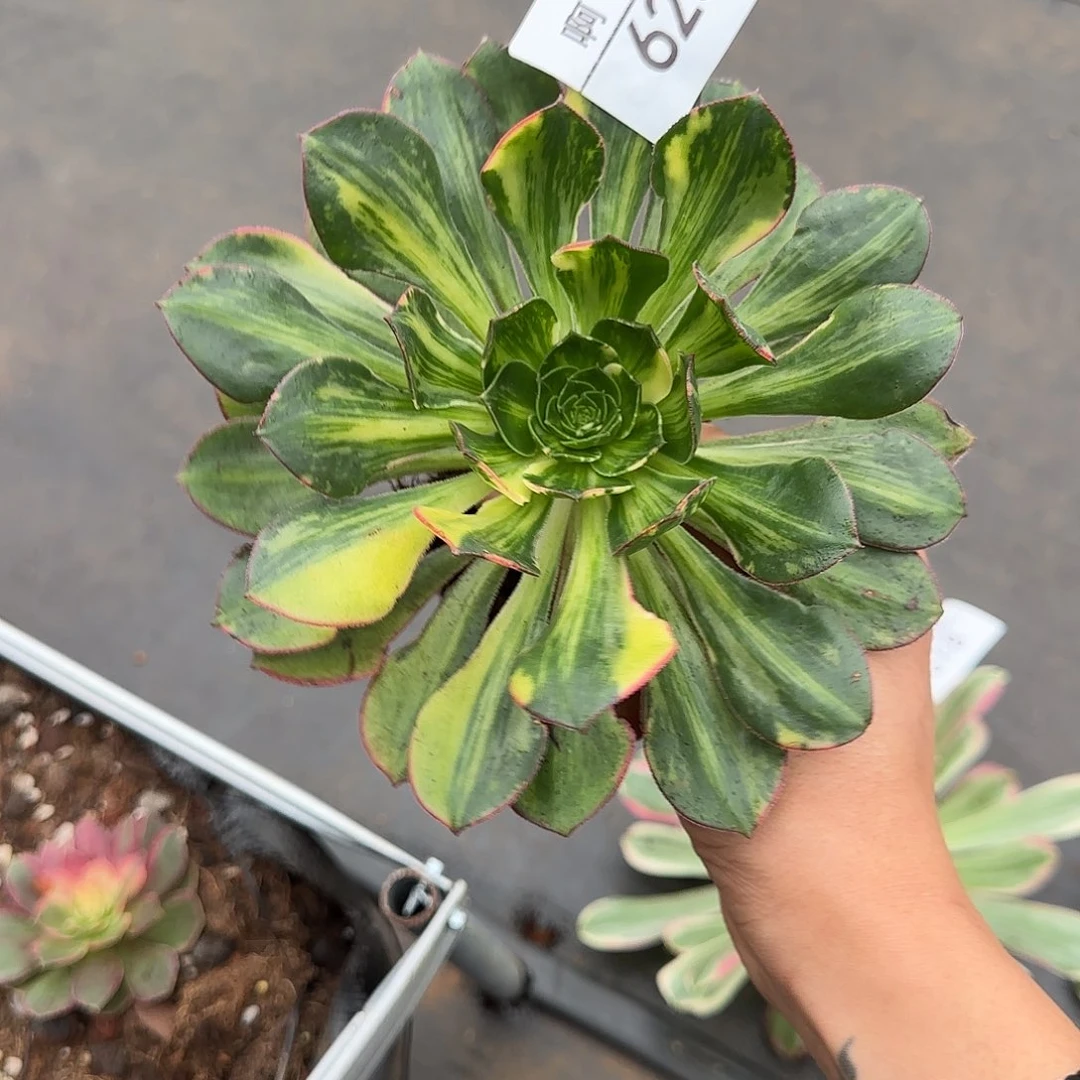 623多肉 彩蝶福伦锦