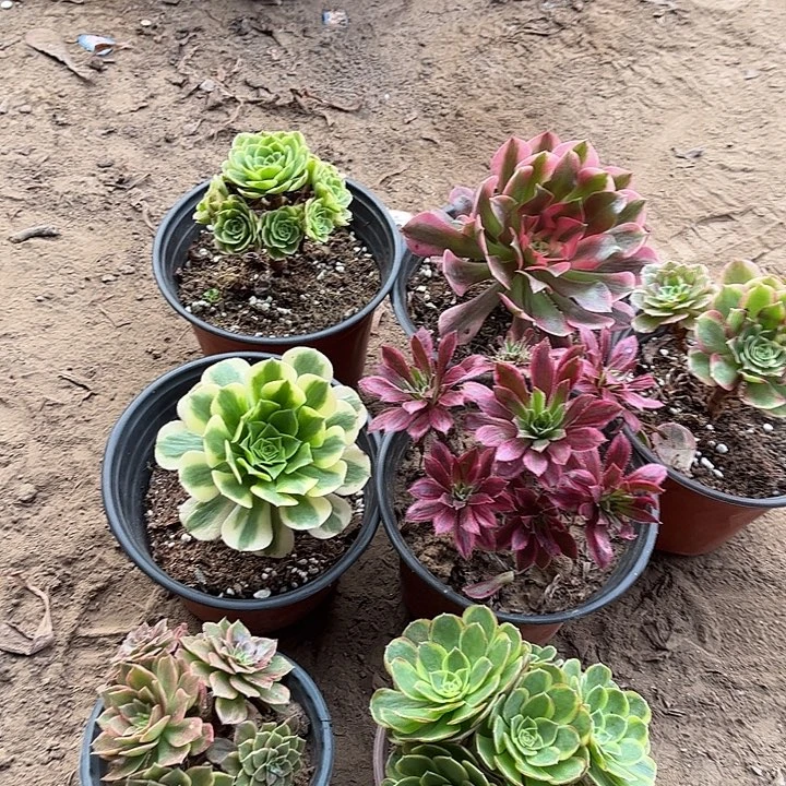 581多肉植物组合，