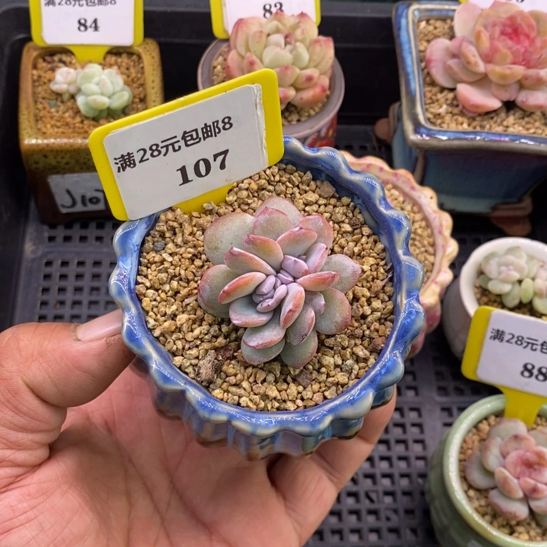 Z****8107奶茶朵朵缀多肉植物