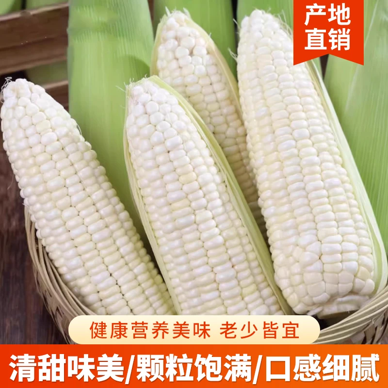 白糯玉米四川攀枝花新鲜采摘现摘现发7斤