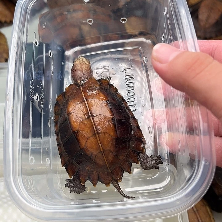 母宠物龟『****?剧院龟